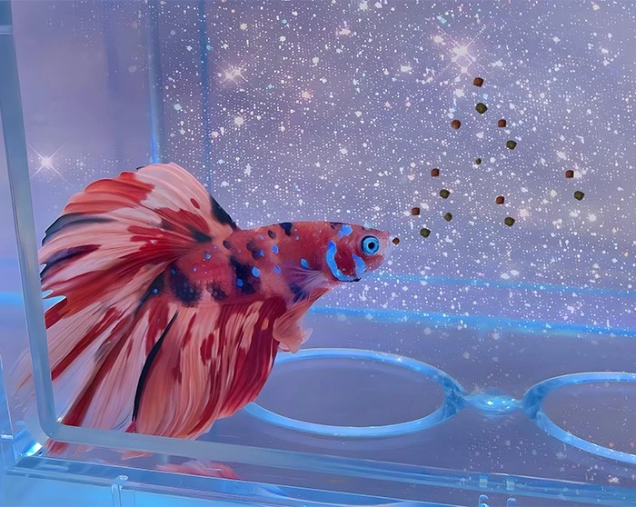 betta fish betta fish
