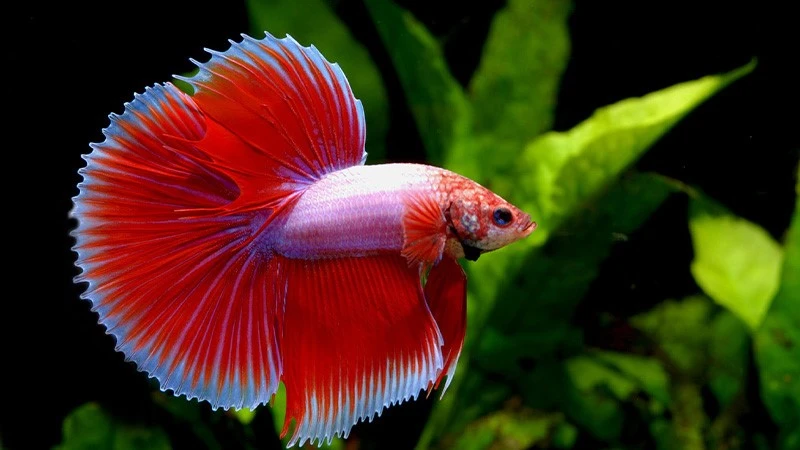 Halfmoon-Betta-Fish Halfmoon-Betta-Fish