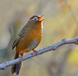 picture of Thrushes bird picture of Thrushes bird